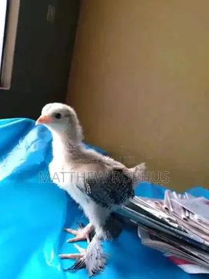 Brahma Chicks