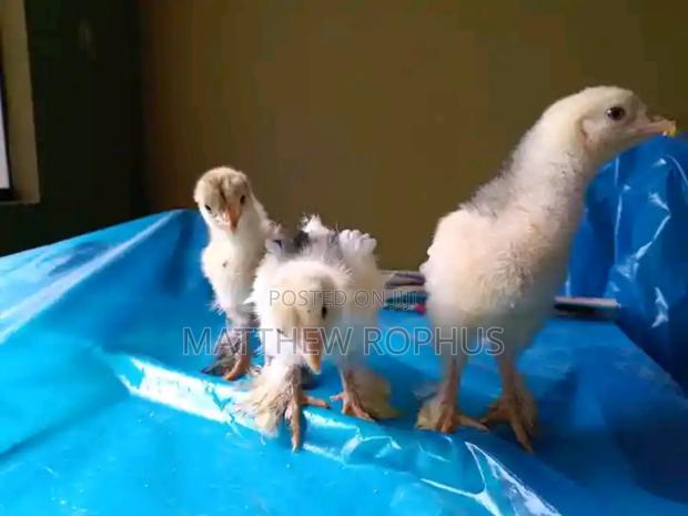 Brahma Chicks - thumbnail 3