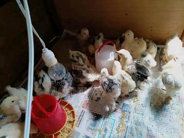 Brahma Chicks - thumbnail 4