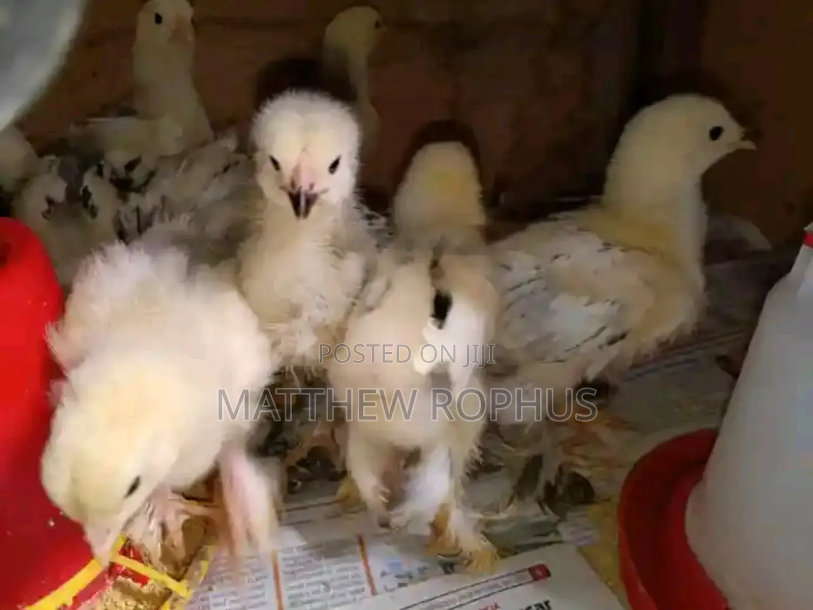 Brahma Chicks