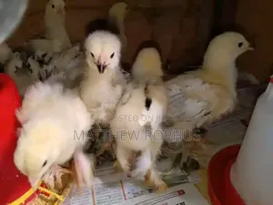 Brahma Chicks