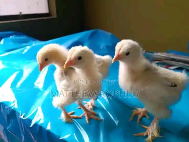 Brahma Chicks - thumbnail 6
