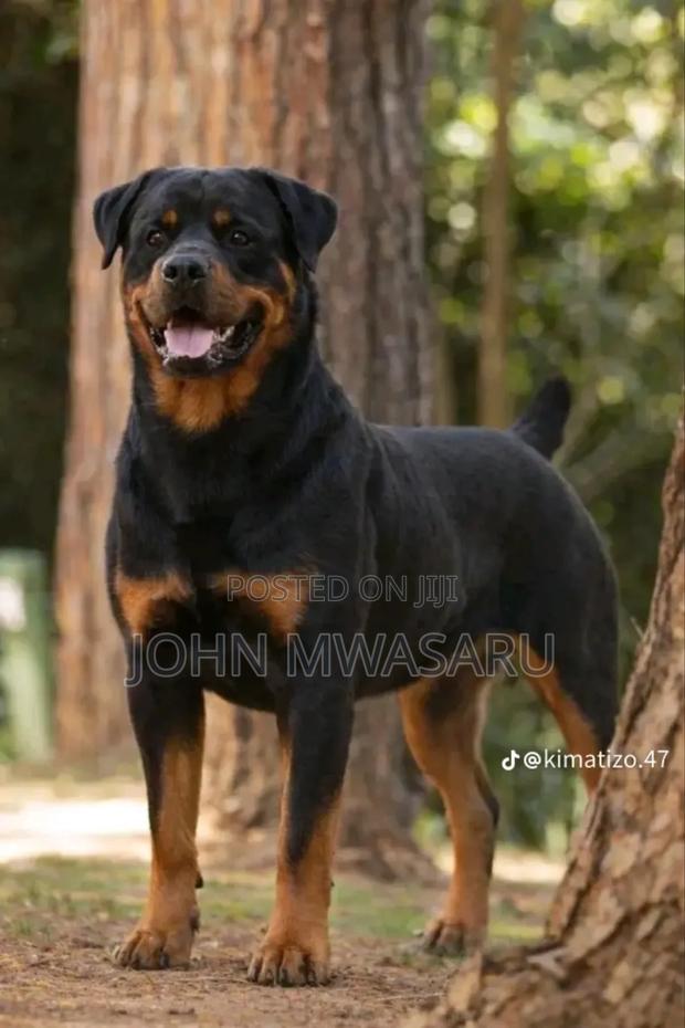 6-12 months Male Purebred German Shepherd