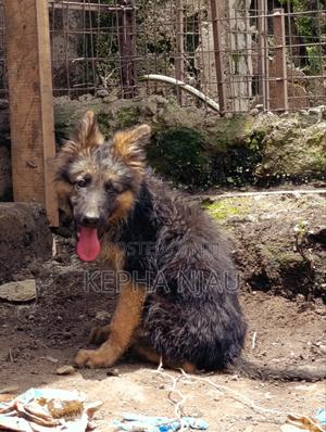 1-3 months Male Purebred German Shepherd - thumbnail 2