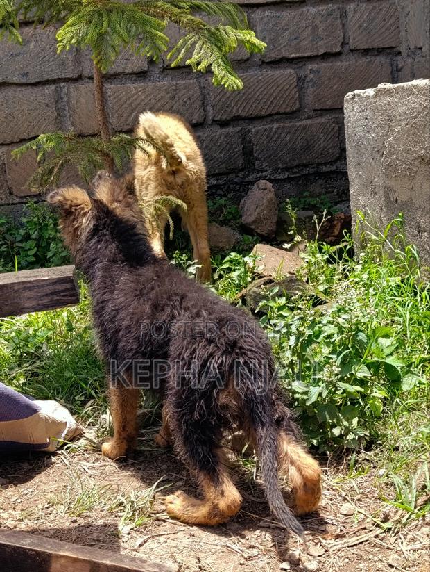 1-3 months Male Purebred German Shepherd - thumbnail 9