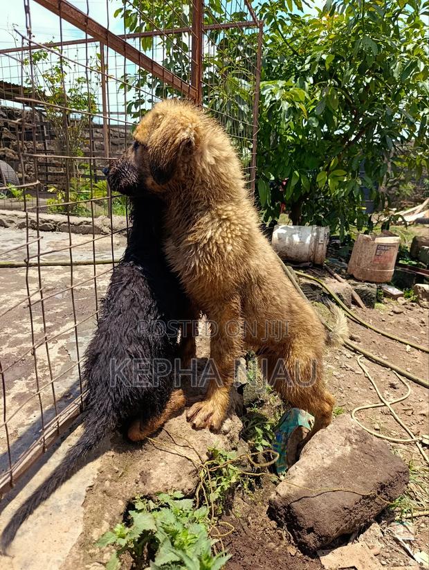 3-6 months Male Purebred Caucasian Shepherd - thumbnail 2