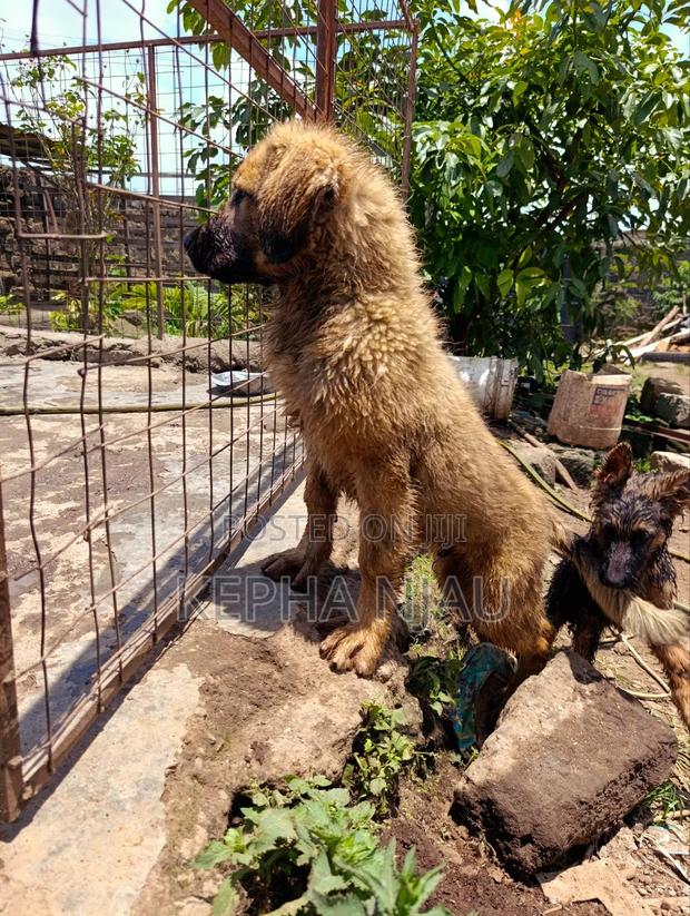 3-6 months Male Purebred Caucasian Shepherd - thumbnail 3
