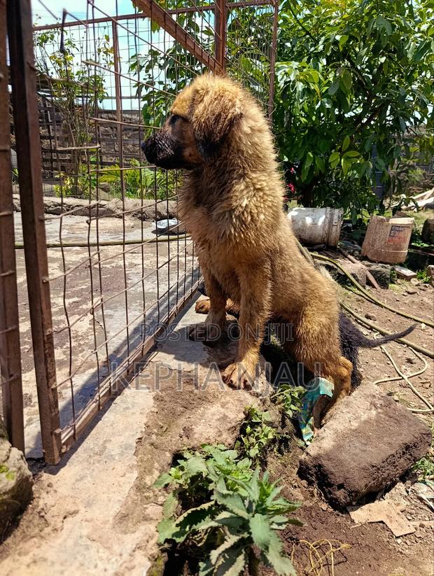 3-6 months Male Purebred Caucasian Shepherd - thumbnail 4