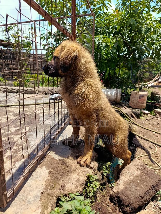 3-6 months Male Purebred Caucasian Shepherd - thumbnail 5