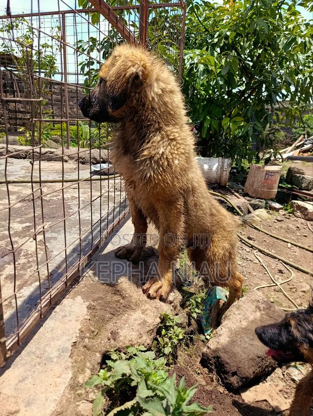 3-6 months Male Purebred Caucasian Shepherd - thumbnail 6