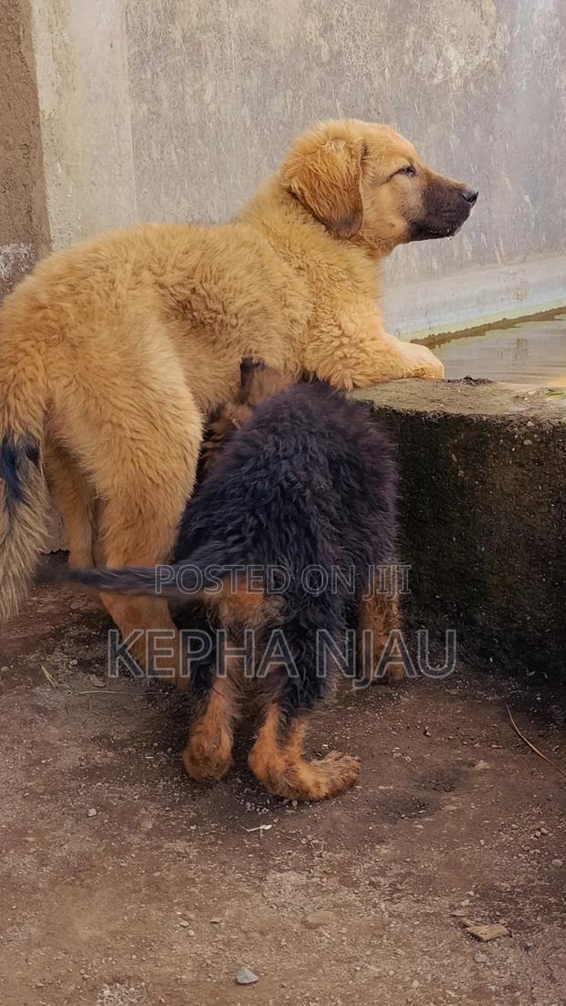 3-6 months Male Purebred Caucasian Shepherd - thumbnail 7