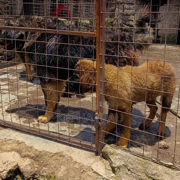 3-6 months Male Purebred Caucasian Shepherd - main view