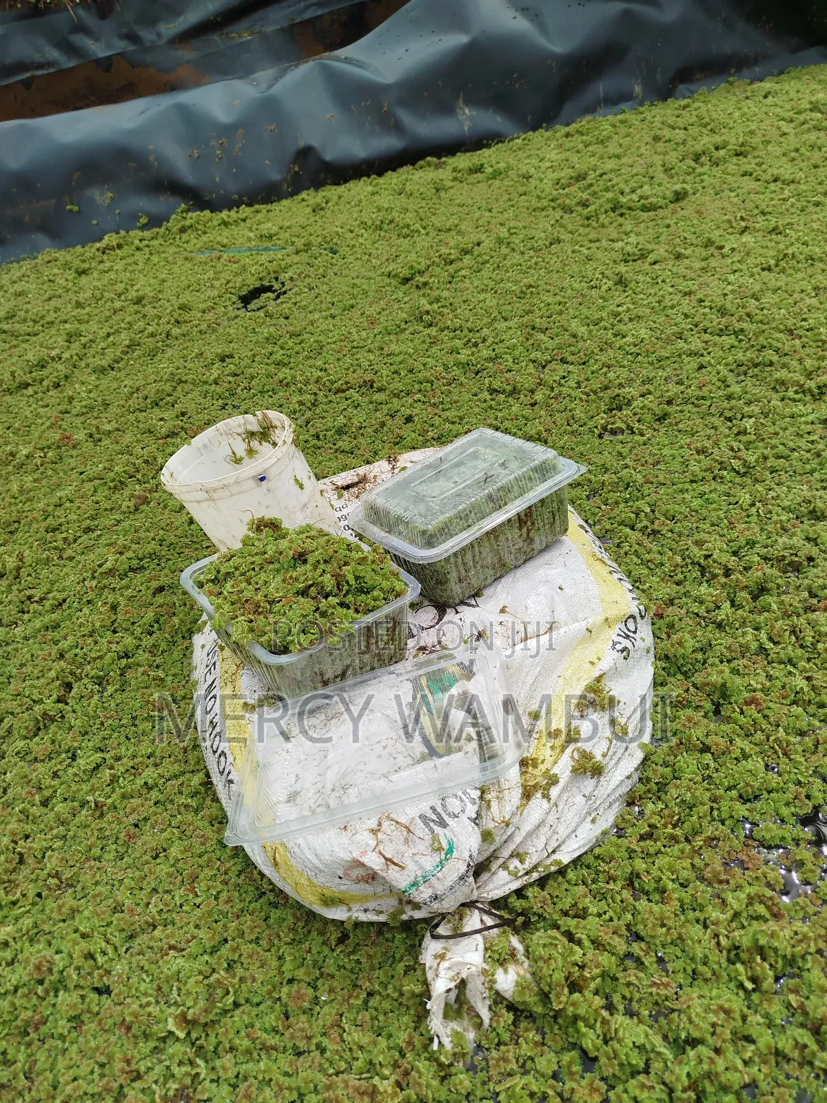 Azolla for Planting - 2000ml Container CBD Nairobi