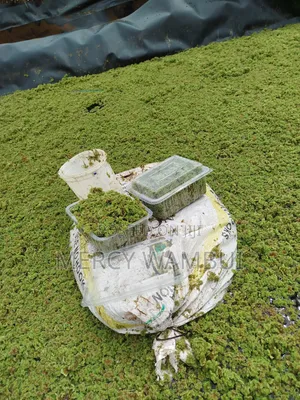 Azolla for Planting - 2000ml Container CBD Nairobi