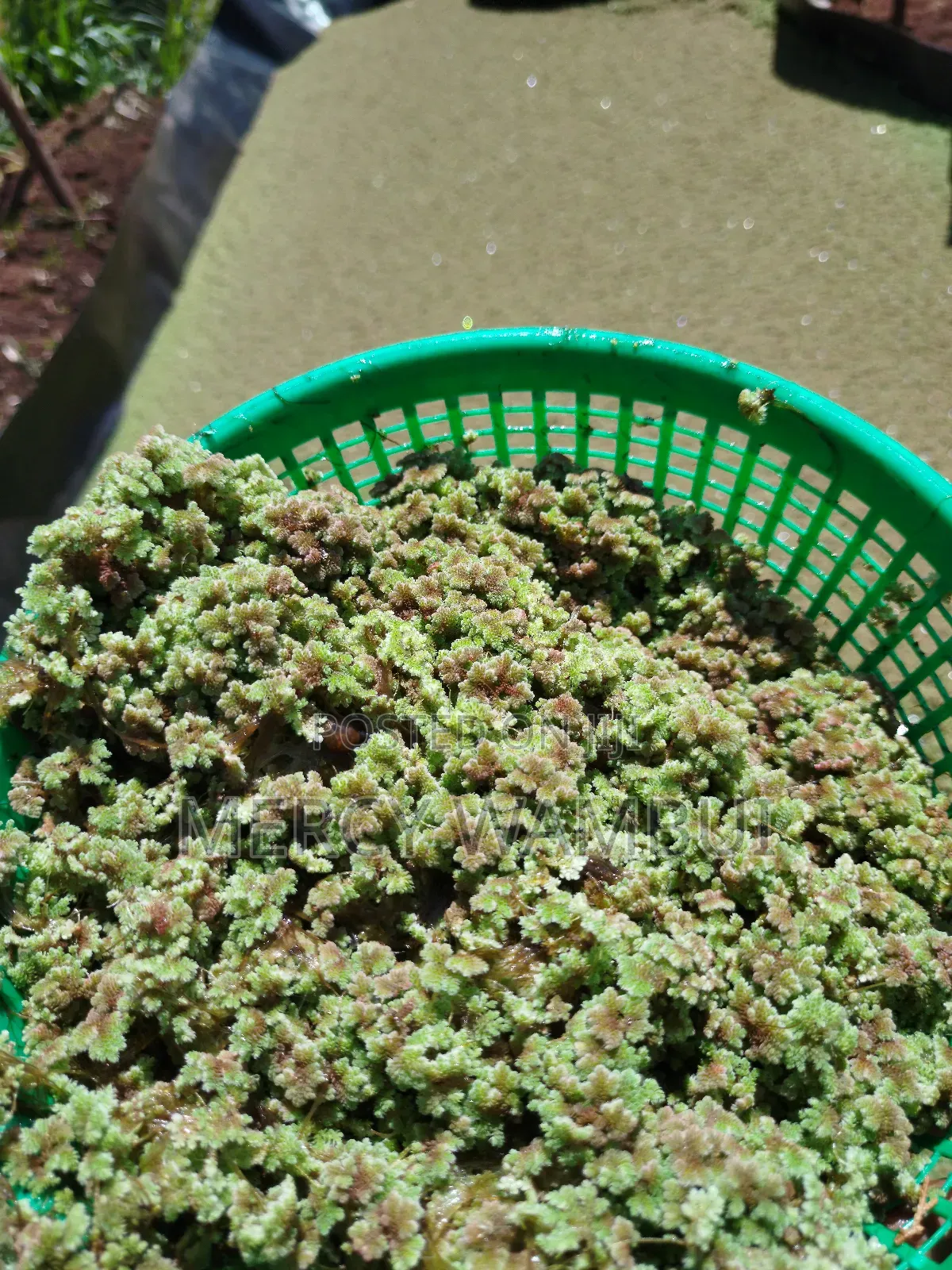 Azolla for Planting - 2000ml Container CBD Nairobi