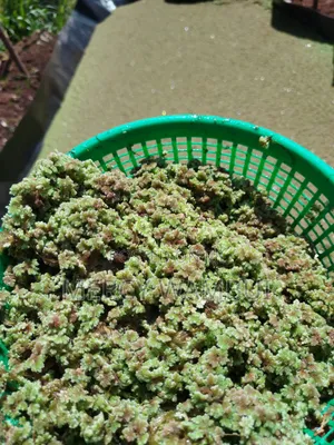 Azolla for Planting - 2000ml Container CBD Nairobi