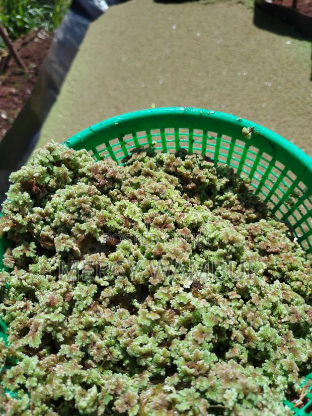 Azolla for Planting - 2000ml Container CBD Nairobi - thumbnail 2