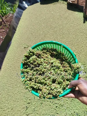 Azolla for Planting - 2000ml Container CBD Nairobi