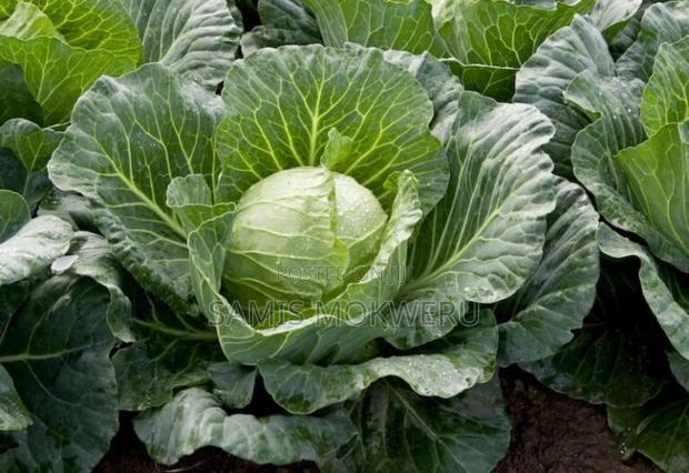 Cabbages F1 - main view