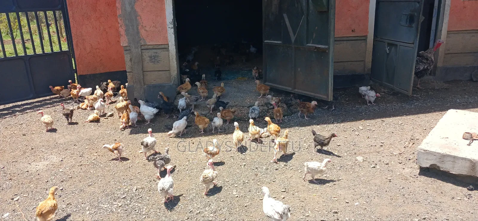 One Day Chick and One Month Old