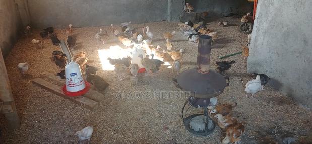 One Day Chick and One Month Old - thumbnail 10