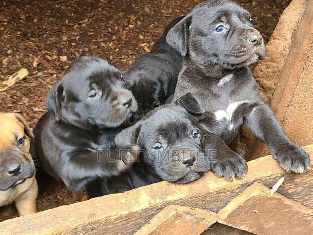 1-3 months Female Purebred Boerboel