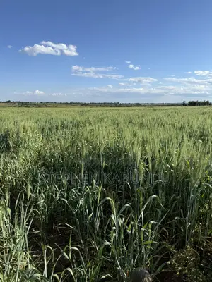 Farm Land for Sale in Laikipia With a River Front