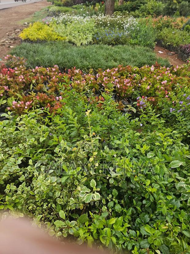 Plants - Assorted Types