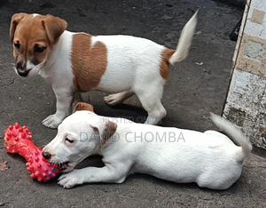 1-3 months Female Purebred Jack Russell Terrier - thumbnail 2