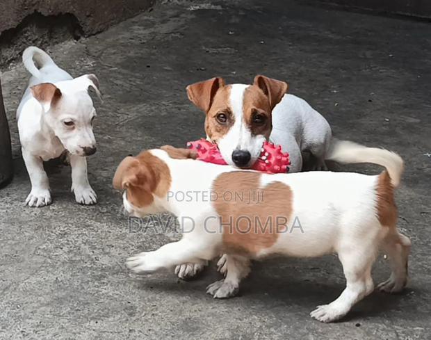 1-3 months Female Purebred Jack Russell Terrier - thumbnail 3