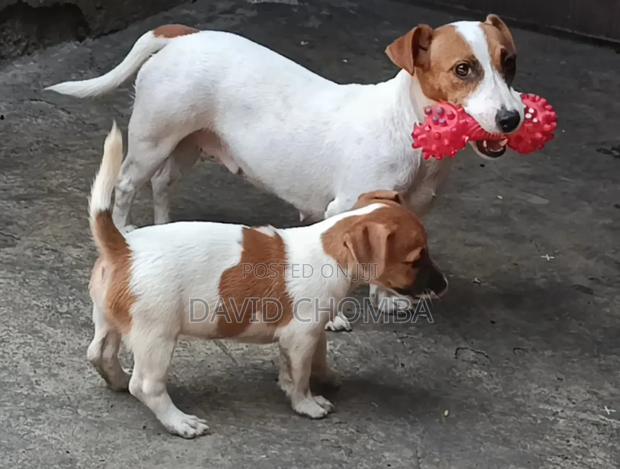 1-3 months Female Purebred Jack Russell Terrier - thumbnail 4