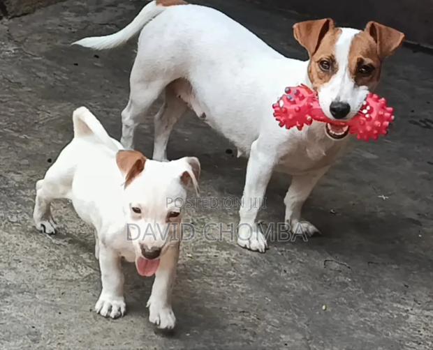 1-3 months Female Purebred Jack Russell Terrier - thumbnail 5