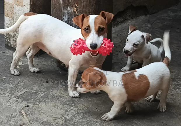 1-3 months Female Purebred Jack Russell Terrier - thumbnail 6