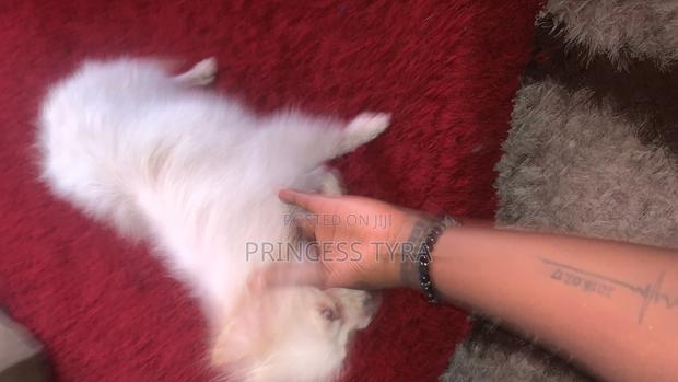 1+ year Female Purebred Chihuahua