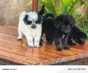 1-3 months Male Purebred Havanese