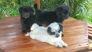 1-3 months Female Purebred Havanese