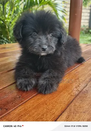 1-3 months Male Purebred Havanese