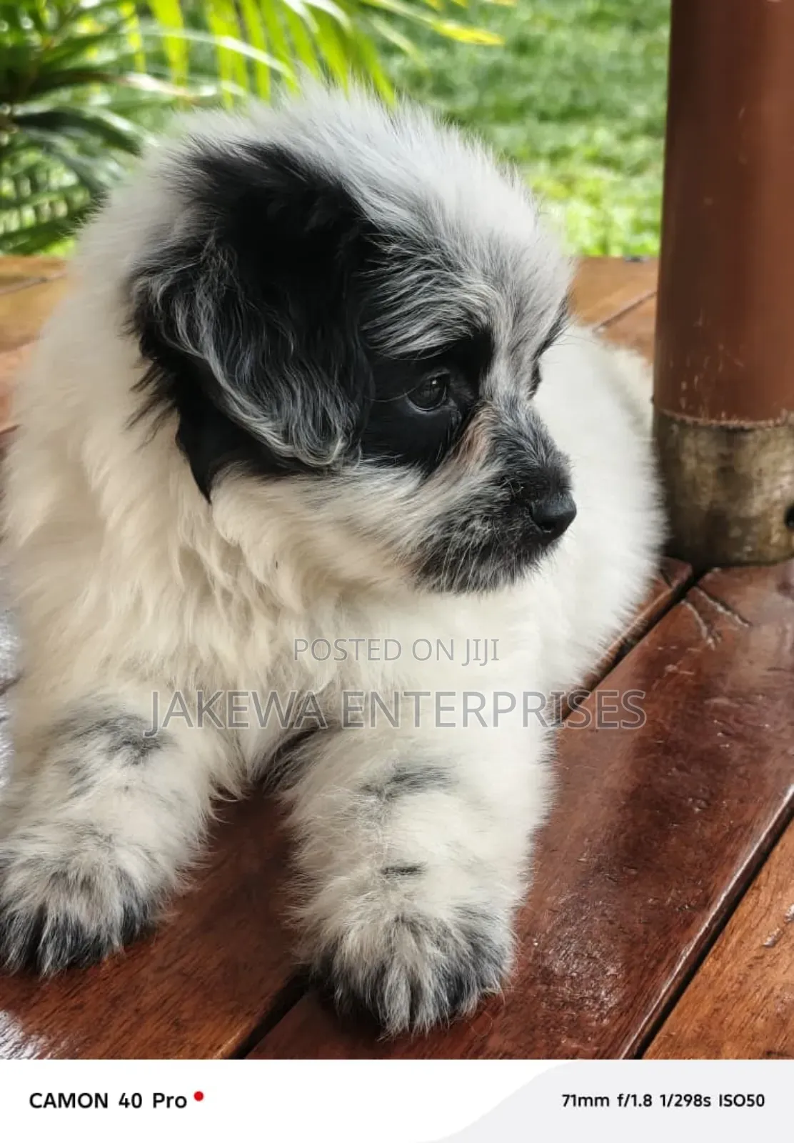 1-3 months Female Purebred Havanese