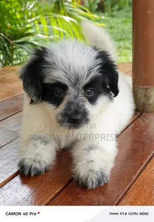 1-3 months Male Purebred Havanese