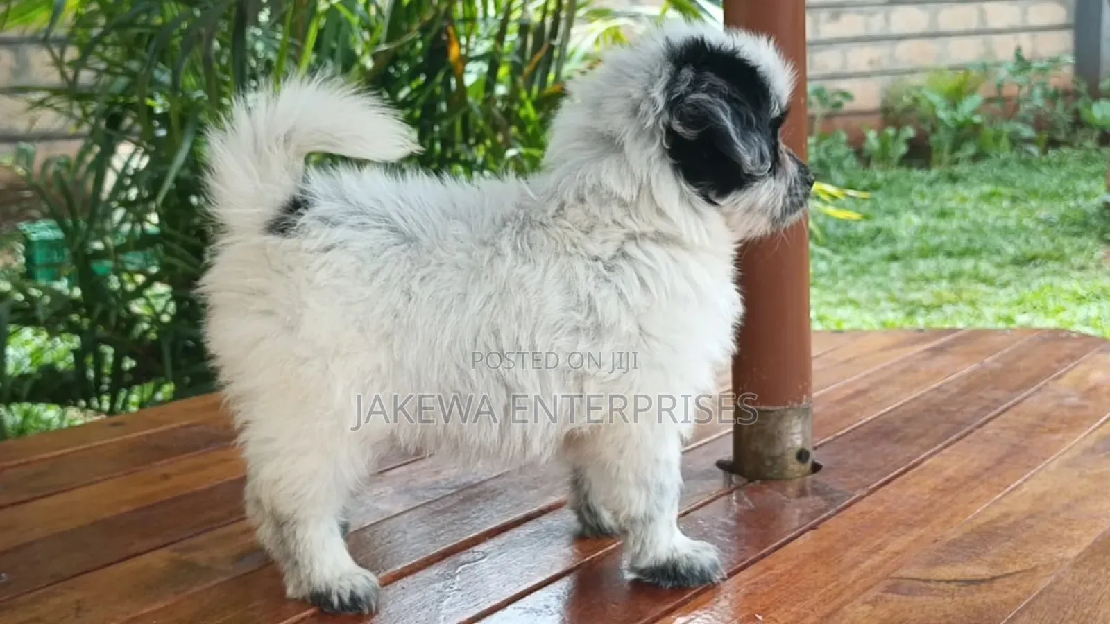 1-3 months Male Purebred Havanese