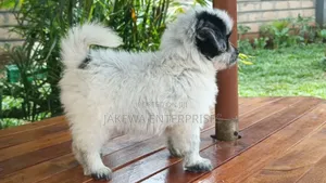 1-3 months Male Purebred Havanese