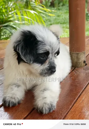 1-3 months Male Purebred Havanese