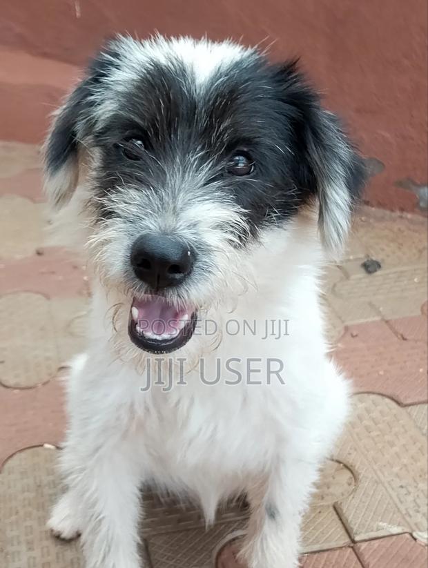 3-6 months Female Mixed Breed Maltese - thumbnail 14