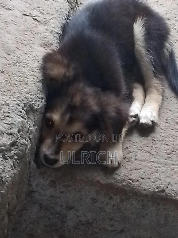 3-6 months Female Mixed Breed Dog - main view