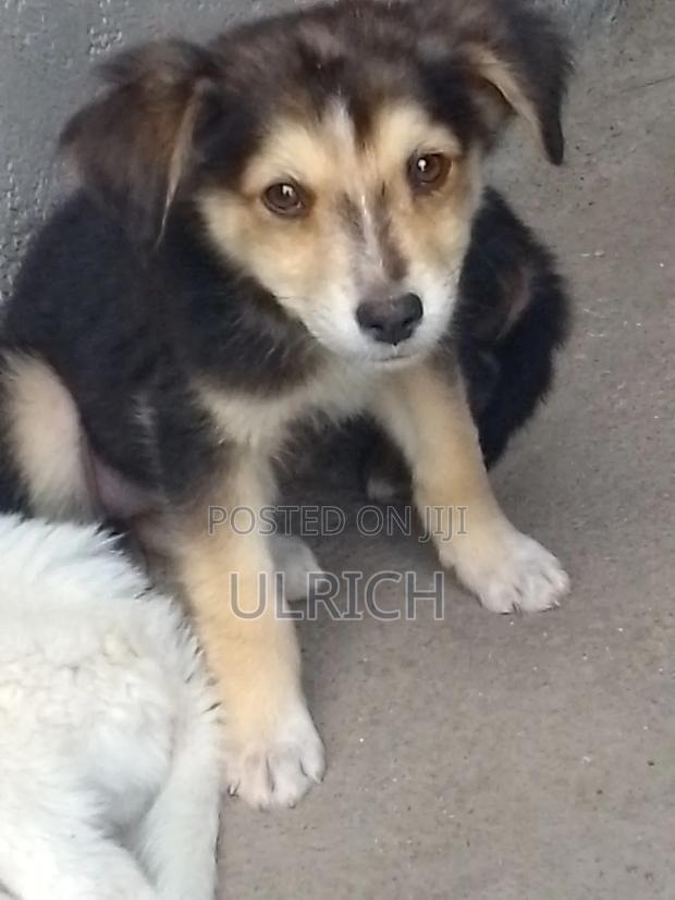 3-6 months Female Mixed Breed Dog - thumbnail 4