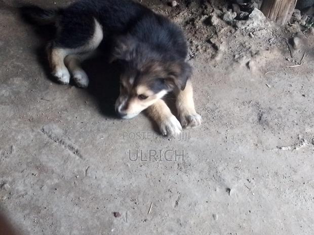 3-6 months Female Mixed Breed Dog - thumbnail 5