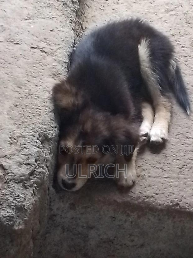 3-6 months Female Mixed Breed Dog - thumbnail 6