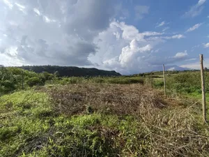 50x100 Plot for Sale in Nachu Ndiguini Kikuyu Kiambu County.