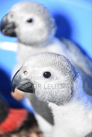 African Chicks Baby Parrot's Are Available - thumbnail 2