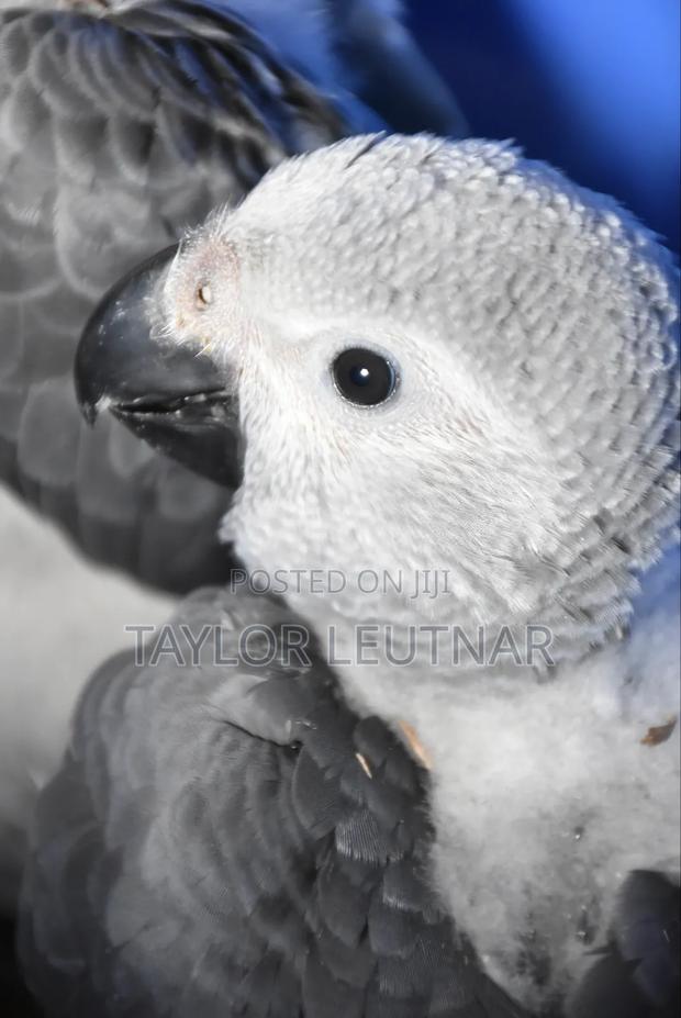 African Chicks Baby Parrot's Are Available - thumbnail 5